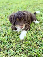 Tan girl, a female Miniature Aussiedoodle for sale in Houston, TX – 2 of 8