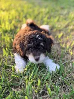 Girl1, a female Poodle - Miniature  for sale in Houston, TX – 2 of 7