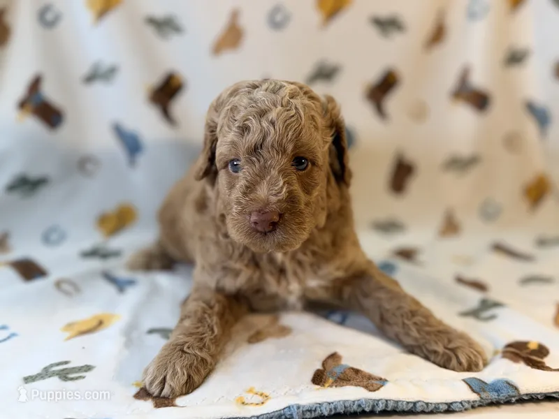 Boy1 – Poodle - Miniature  puppy for sale in Houston, TX