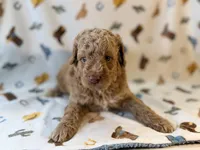 Boy1, a male Poodle - Miniature  for sale in Houston, TX – 4 of 7
