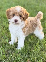 Girl1 , a female Poodle - Miniature  for sale in Houston, TX – 5 of 10