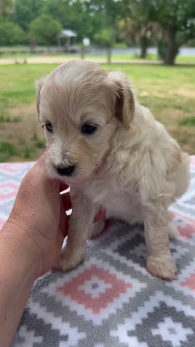Lucy, a female Miniature Aussiedoodle for sale in Houston, TX – 8 of 8