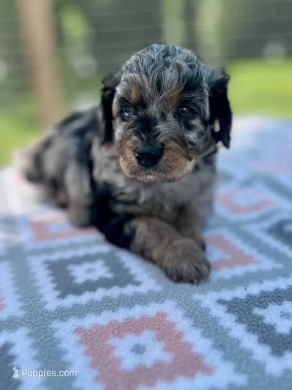 Everest – Aussiedoodle puppy for sale in Houston, TX