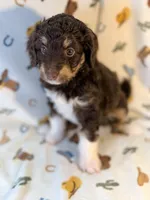 Yellow girl, a female Miniature Aussiedoodle for sale in Houston, TX – 7 of 8