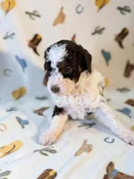 Girl3, a female Poodle - Miniature  for sale in Houston, TX – 5 of 8