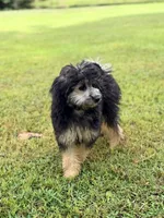 Bella, a female Miniature Aussiedoodle for sale in Houston, TX – 2 of 7