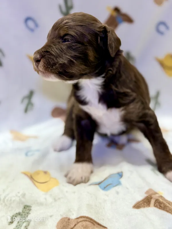 Girl3 – Miniature Aussiedoodle puppy for sale in Houston, TX