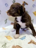 Girl3, a female Miniature Aussiedoodle for sale in Houston, TX – 1 of 1