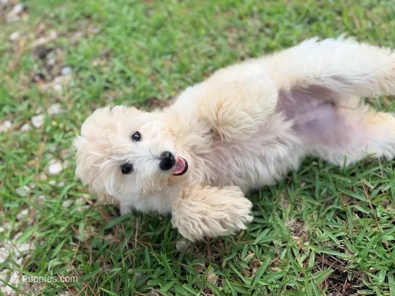 Lucy – Miniature Aussiedoodle puppy for sale in Houston, TX