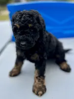 Ranger, a male Miniature Aussiedoodle for sale in Houston, TX – Photo 1 of 7