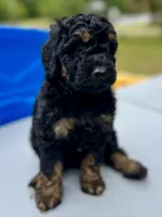 Ranger, a male Miniature Aussiedoodle for sale in Houston, TX – Photo 2 of 7