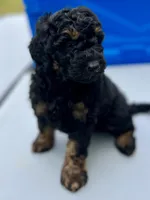 Ranger, a male Miniature Aussiedoodle for sale in Houston, TX – Photo 3 of 7