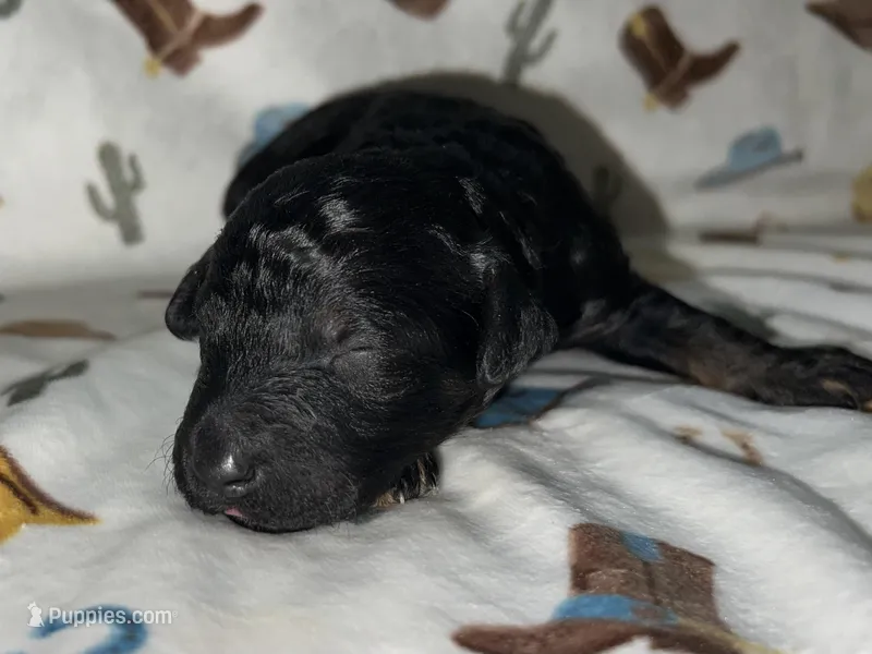 Ranger – Miniature Aussiedoodle puppy for sale in Houston, TX