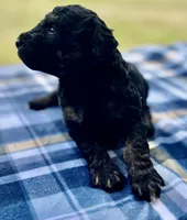Ranger, a male Miniature Aussiedoodle for sale in Houston, TX – Photo 5 of 7