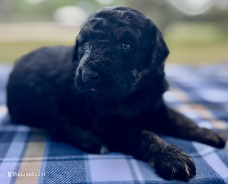 Ranger – Miniature Aussiedoodle puppy for sale in Houston, TX