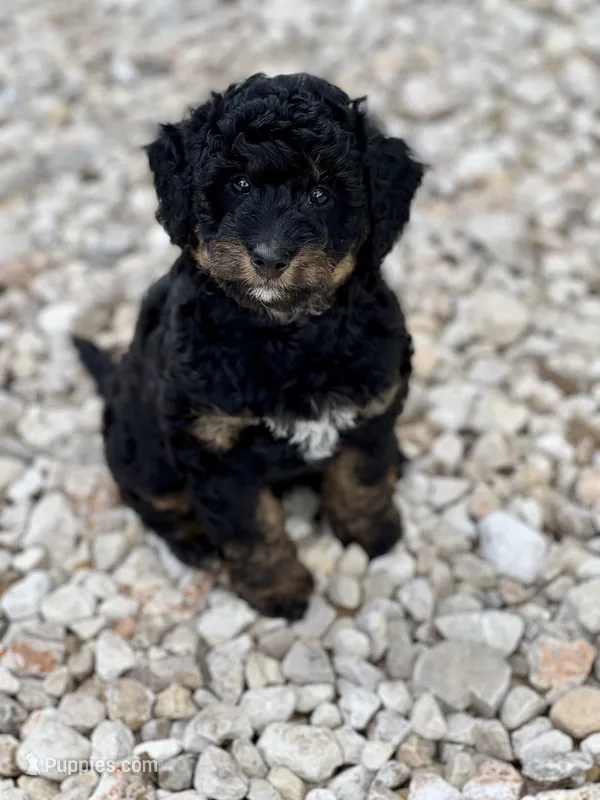 Maverick – Aussiedoodle puppy for sale in Houston, TX