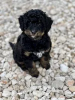 Maverick, a male Aussiedoodle for sale in Houston, TX – 1 of 7
