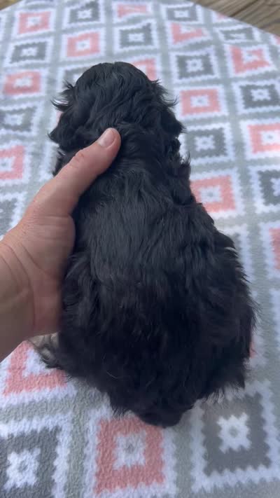 Betsy, a female Miniature Aussiedoodle for sale in Houston, TX – 7 of 7