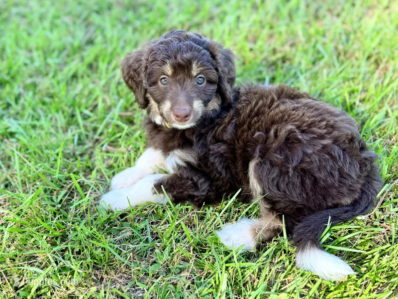 Yellow girl – Miniature Aussiedoodle puppy for sale in Houston, TX