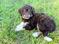 Yellow girl, a female Miniature Aussiedoodle for sale in Houston, TX – 1 of 8