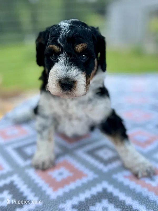 Aria  – Aussiedoodle puppy for sale in Houston, TX