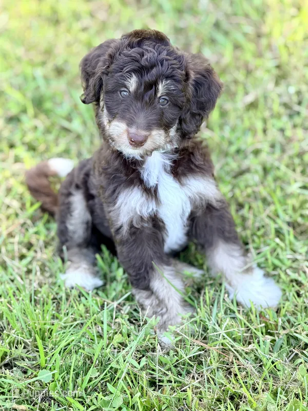 Green boy – Miniature Aussiedoodle puppy for sale in Houston, TX