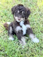 Green boy, a male Miniature Aussiedoodle for sale in Houston, TX – 1 of 7