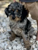 Everest, a female Aussiedoodle for sale in Houston, TX – 2 of 7