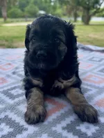 Betsy, a female Miniature Aussiedoodle for sale in Houston, TX – 5 of 7
