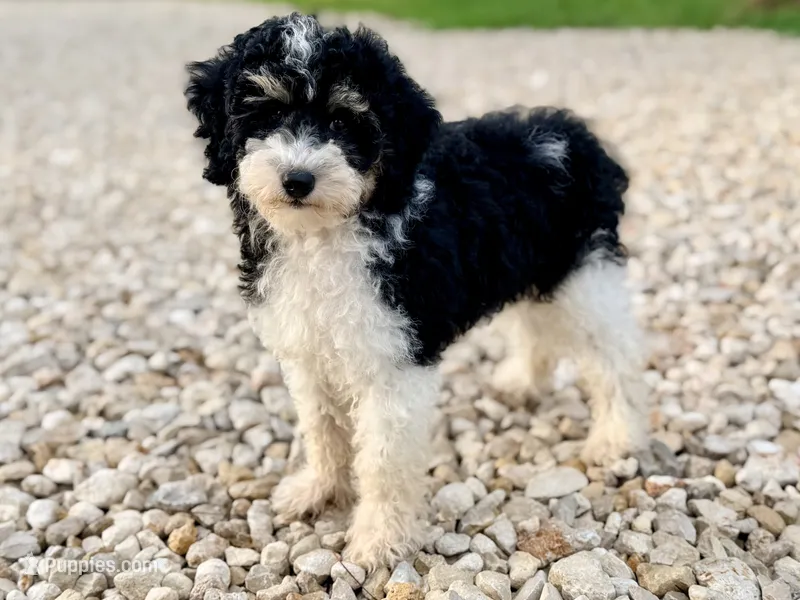 Girl3 – Poodle - Miniature  puppy for sale in Houston, TX