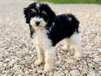 Girl3, a female Poodle - Miniature  for sale in Houston, TX – 1 of 8