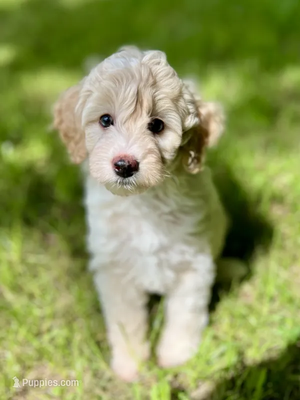 Bo – Miniature Aussiedoodle puppy for sale in Houston, TX