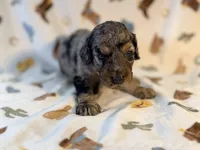Girl7, a female Poodle - Miniature  for sale in Houston, TX – 2 of 4