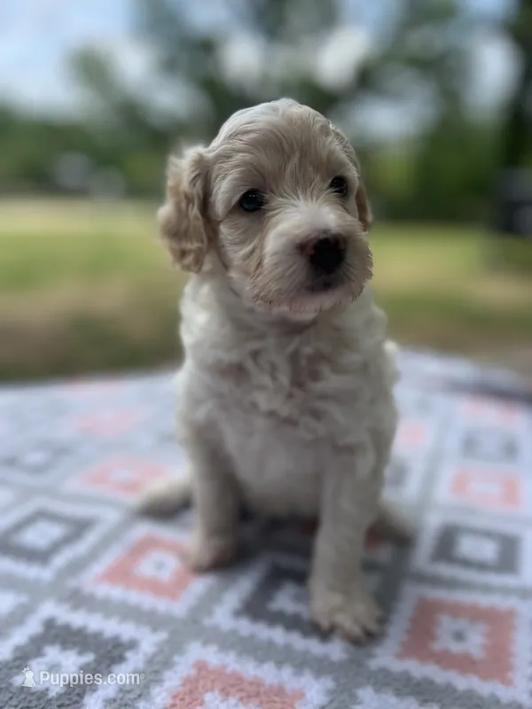 Bo – Miniature Aussiedoodle puppy for sale in Houston, TX