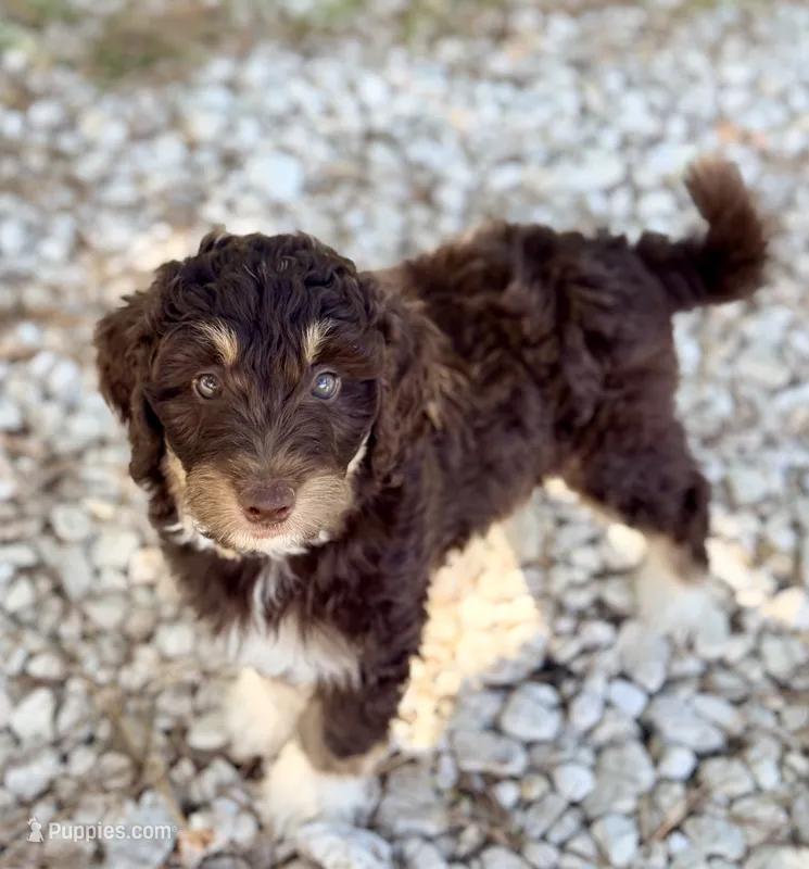 Dark tan  – Miniature Aussiedoodle puppy for sale in Houston, TX
