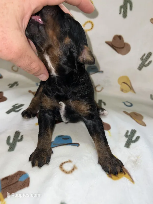 Chase – Miniature Aussiedoodle puppy for sale in Houston, TX