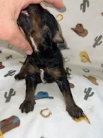 Chase, a male Miniature Aussiedoodle for sale in Houston, TX – Photo 1 of 3