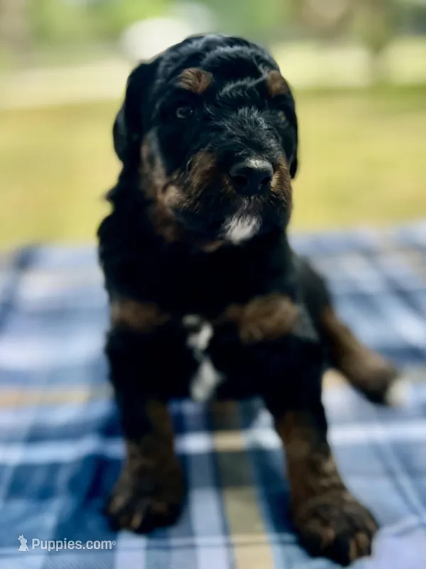 Chase – Miniature Aussiedoodle puppy for sale in Houston, TX