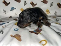 Chase, a male Miniature Aussiedoodle for sale in Houston, TX – Photo 2 of 3