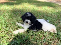 Girl5, a female Poodle - Miniature  for sale in Houston, TX – 3 of 9