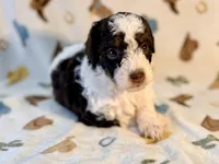 Girl3, a female Poodle - Miniature  for sale in Houston, TX – 4 of 8