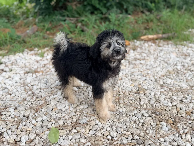 Betsy – Miniature Aussiedoodle puppy for sale in Houston, TX