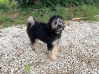 Bella, a female Miniature Aussiedoodle for sale in Houston, TX – 4 of 7