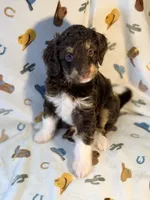 Yellow girl, a female Miniature Aussiedoodle for sale in Houston, TX – 6 of 8