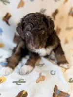 Lime green girl, a female Miniature Aussiedoodle for sale in Houston, TX – 5 of 6