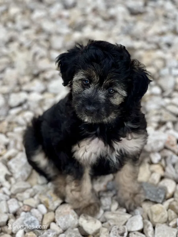 Betsy – Miniature Aussiedoodle puppy for sale in Houston, TX
