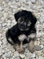 Betsy, a female Miniature Aussiedoodle for sale in Houston, TX – 1 of 7