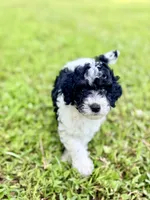 Girl5, a female Poodle - Miniature  for sale in Houston, TX – 3 of 6