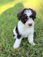 Girl3, a female Poodle - Miniature  for sale in Houston, TX – 2 of 8
