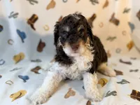 Girl1, a female Poodle - Miniature  for sale in Houston, TX – 5 of 7